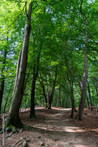 Trees in Middachterbossen in De Steeg (The Netherlands) © Fons