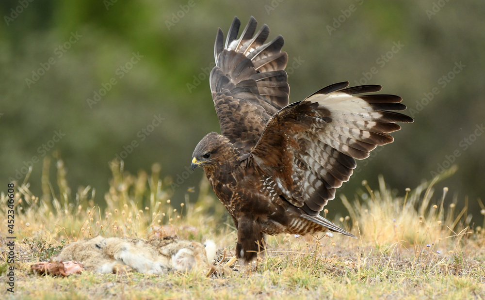Fototapeta premium aguila ratonero con presa