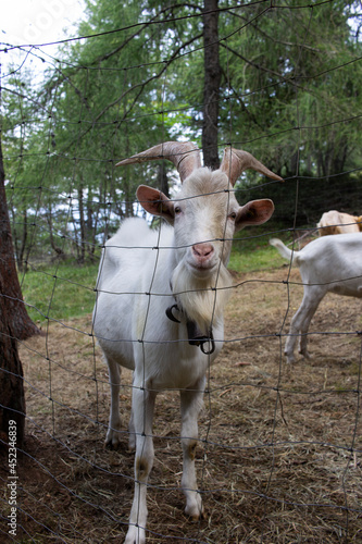 Goat - capra - stalla