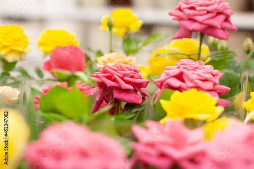 Pink and yellow roses are sold in the supermarket