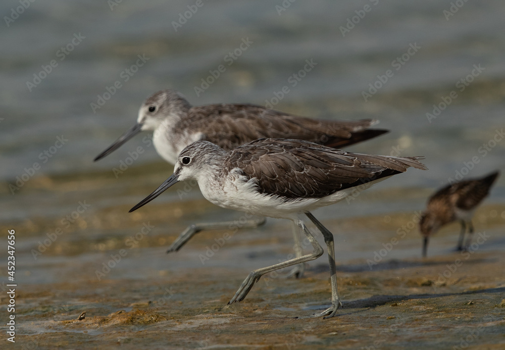 A pair of Greenshank moving at Busaiteen coast, Bahrain A pair of Greenshank moving at Busaiteen coast, Bahrain