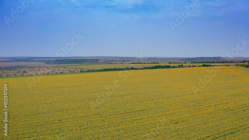 Big field of sunflowers aerial view. Outdoor natural plantantion landscape of sunflowers. photo