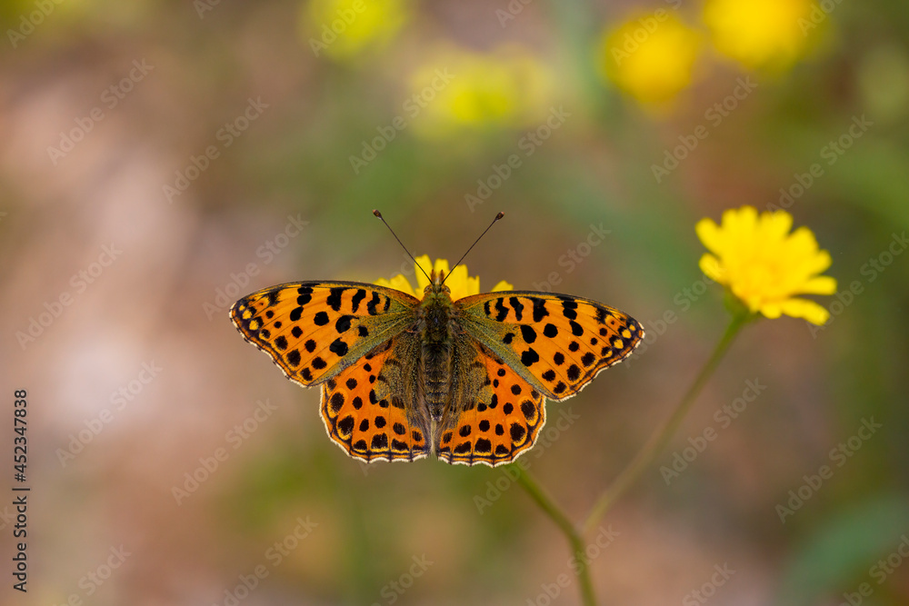 red butterfly on yellow flower, Issoria lathonia red butterfly on yellow flower, Issoria lathonia