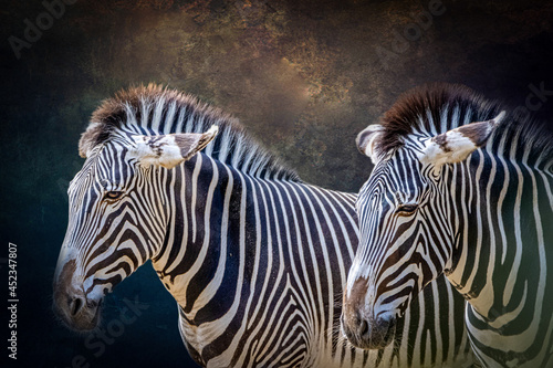 Fototapeta Naklejka Na Ścianę i Meble -  portrait of two zebras on a dark background