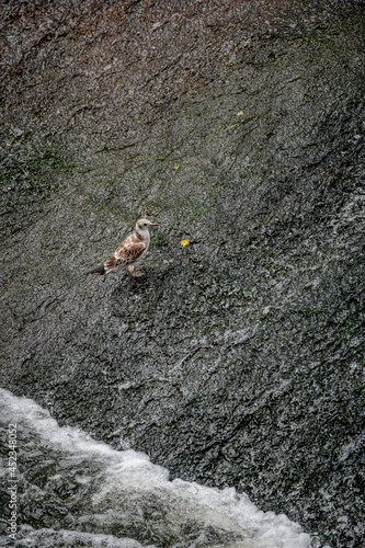 Seagull waiting for fish standing in the weir at Bridge of Allan photo