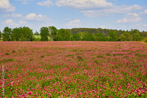 A field of pink clover. Forest. Green trees against a blue sky with clouds.