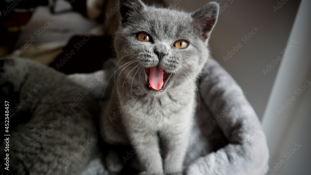 Süße Kitten - gähnende und scheidende britisch Kurzhaar Katze 