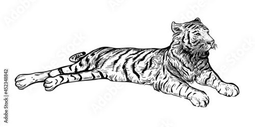 Hand drawn black and white sketch of Tiger. Wild animal. Tiger is a symbol of the 2022 Chinese New Year. Holiday vector illustration of Zodiac Sign of tiger for greeting card, flyer, banner, calendar