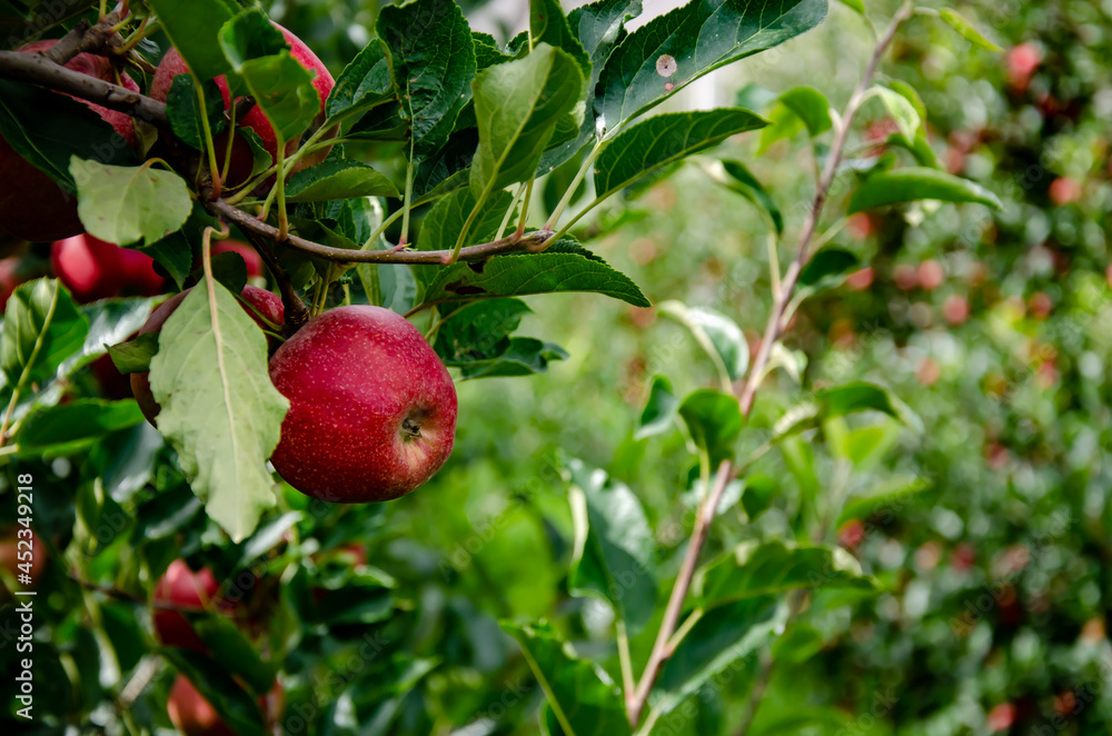 red apples on a tree red apples on a tree