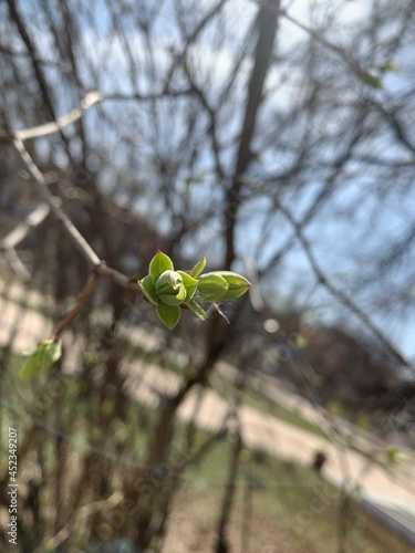 leaves in spring