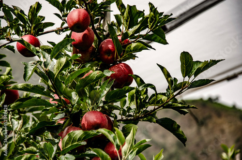 red berries on a tree