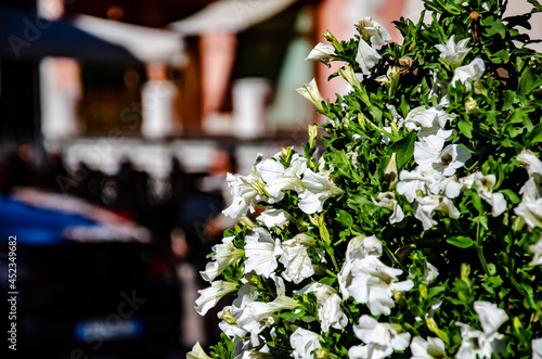 flowers in the garden