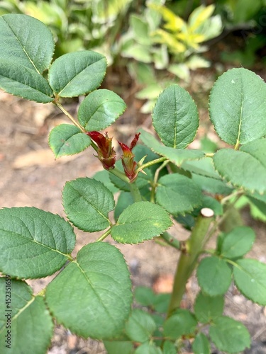 Rooted stem of a rose. Gardening. Breeding roses by cuttings.