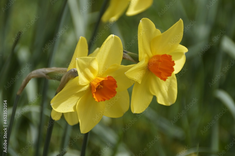 Fototapeta premium beautiful sunlit yellow daffodils with an orange middle on a sunny day in April on Island of Mainau, Germany