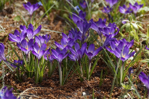 beautiful purple crocuses on a sunny day in early spring