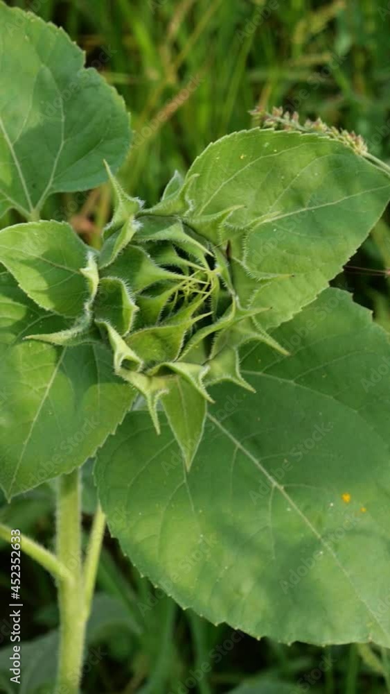 Growing sunflower, Helianthus annuus. Unblown green bud of sunflower with green leaves. Young inflorescence. Selective focus. Vertical video. Close-up. Growing sunflower, Helianthus annuus. Unblown green bud of sunflower with green leaves. Young inflorescence. Selective focus. Vertical video. Close-up.