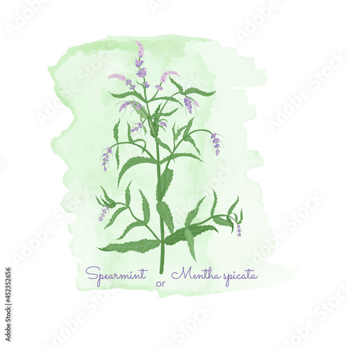 Badge with Spearmint Plant and Watercolor Spots