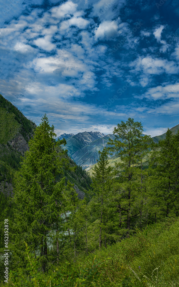 Panoramic view of forest and mountains on background 