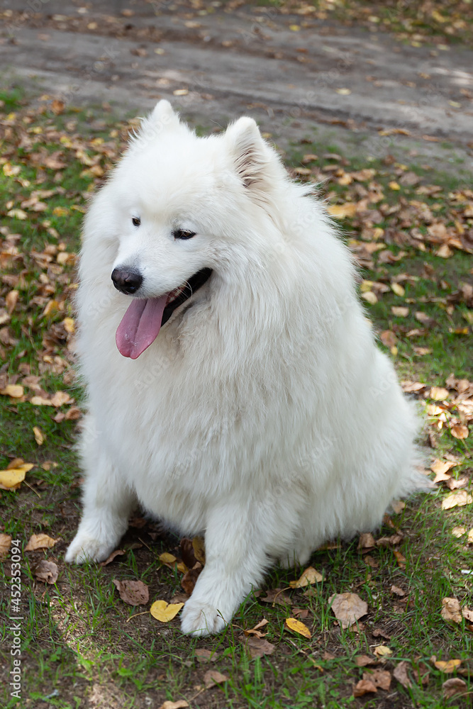 Samoyed. A large white fluffy dog in nature Samoyed. A large white fluffy dog in nature