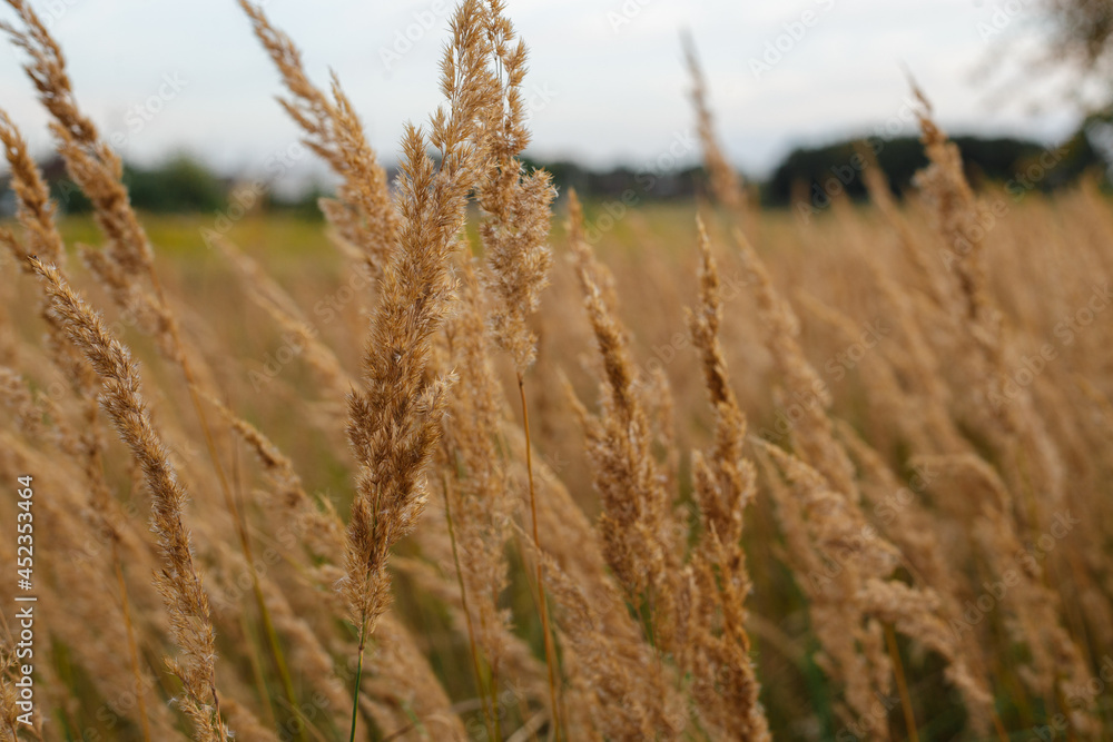 Obraz premium Twigs of dry grass growing in field in countryside in summer on cloudy day 