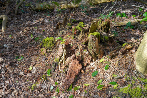 Close up of old mossy tree stump photo