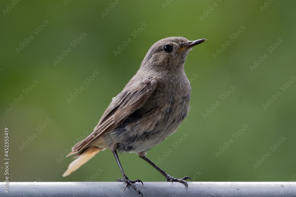 Fototapeta premium Der Hausrotschwanz (Phoenicurus ochruros) ist eine Singvogelart aus der Familie der Fliegenschnäpper (Muscicapidae). Rotschwänzchen,