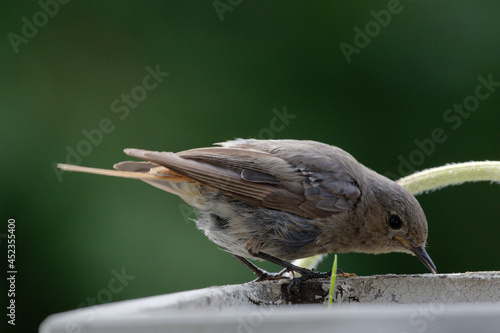 Der Hausrotschwanz (Phoenicurus ochruros) ist eine Singvogelart aus der Familie der Fliegenschnäpper (Muscicapidae). Rotschwänzchen,

