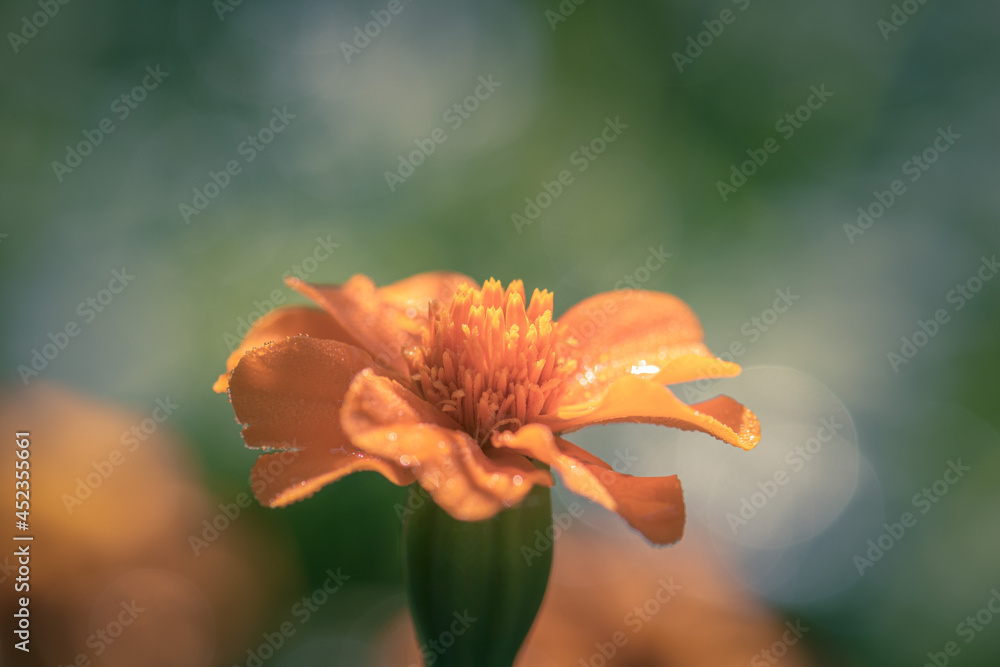 Fototapeta premium Marigold orange flower with dew drops