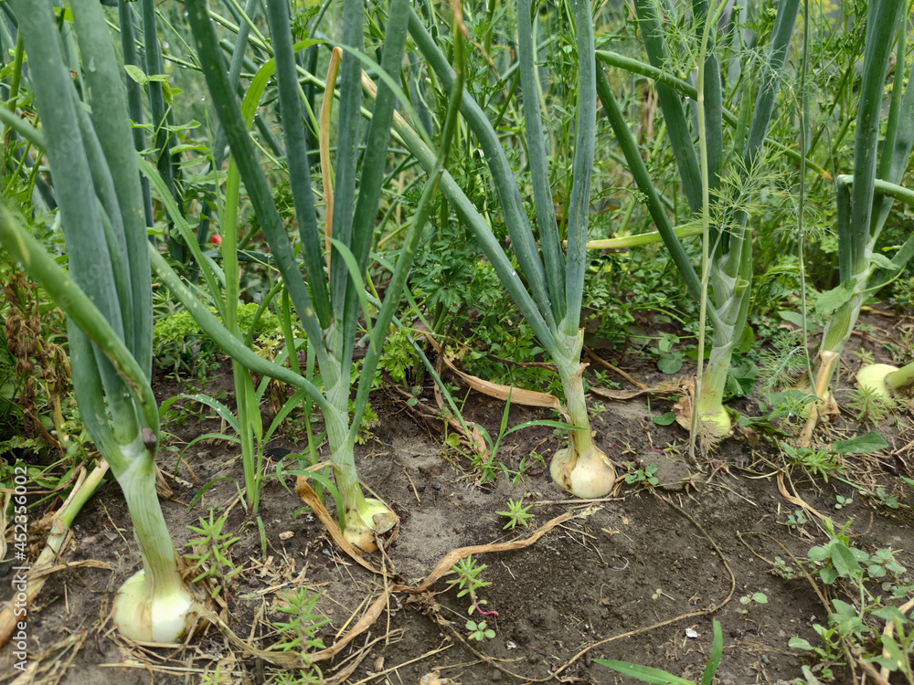 Obraz premium Onions in the garden on the beds, in the summer. Agriculture, vegetable garden