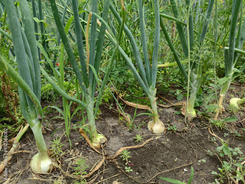 Onions in the garden on the beds, in the summer. Agriculture, vegetable garden