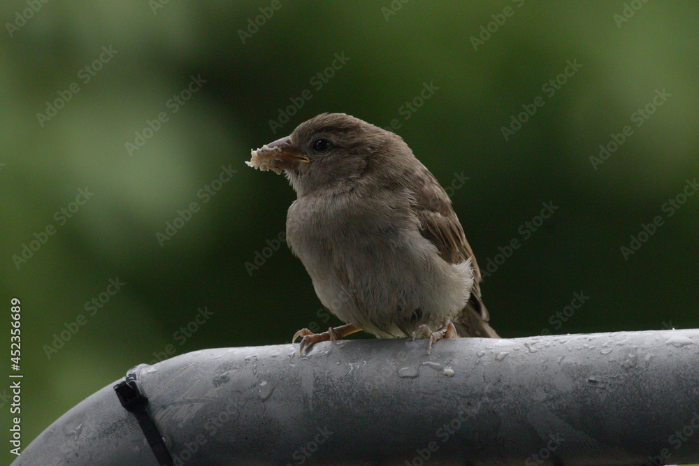 The house sparrow (Passer domesticus) - also called sparrow or house sparrow - is a bird species from the sparrow family (Passeridae) and one of the best known and most widespread songbirds. The house sparrow (Passer domesticus) - also called sparrow or house sparrow - is a bird species from the sparrow family (Passeridae) and one of the best known and most widespread songbirds.