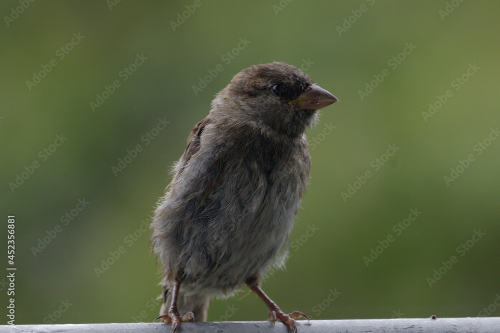 Fototapeta premium The house sparrow (Passer domesticus) - also called sparrow or house sparrow - is a bird species from the sparrow family (Passeridae) and one of the best known and most widespread songbirds.