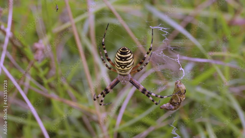 Female Wasp Spider on a Web Having Predated a Grasshopper. Female Wasp Spider on a Web Having Predated a Grasshopper.