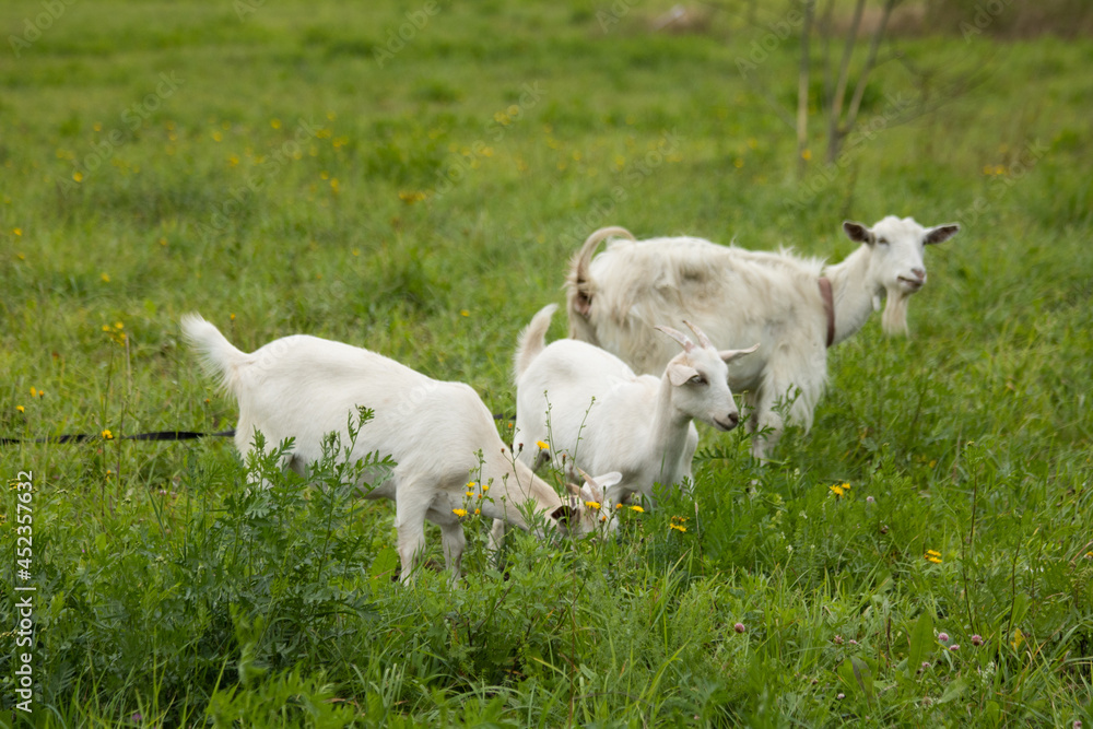 The family of goats grazing in the meadow.