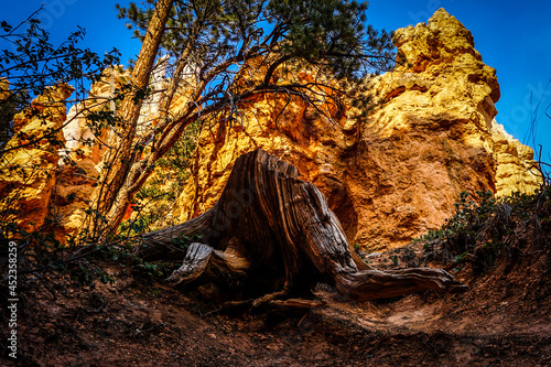 Stampa su Tela Tree with exposed roots @ Bryce Canyon