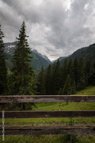Pine forest in the alps mountains on a stormy day, Vorarlberg, Austria