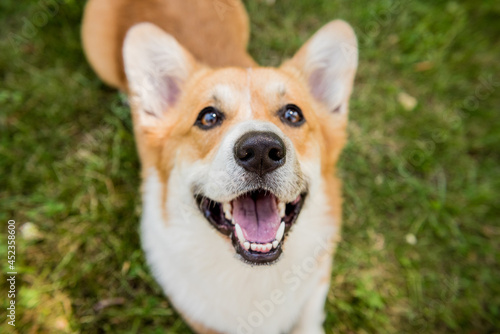 Portrait of Welsh corgi pembroke in the city park