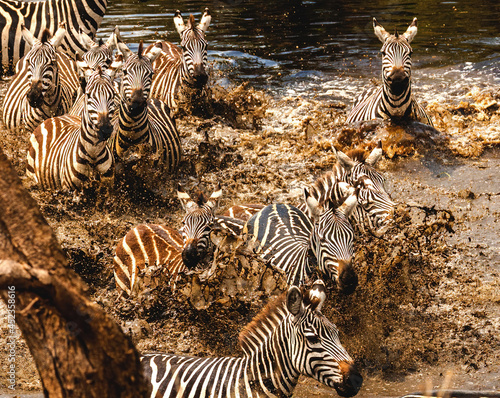 Zebra panic at the Waterhole near the Grumeti river in Tanzania. 
