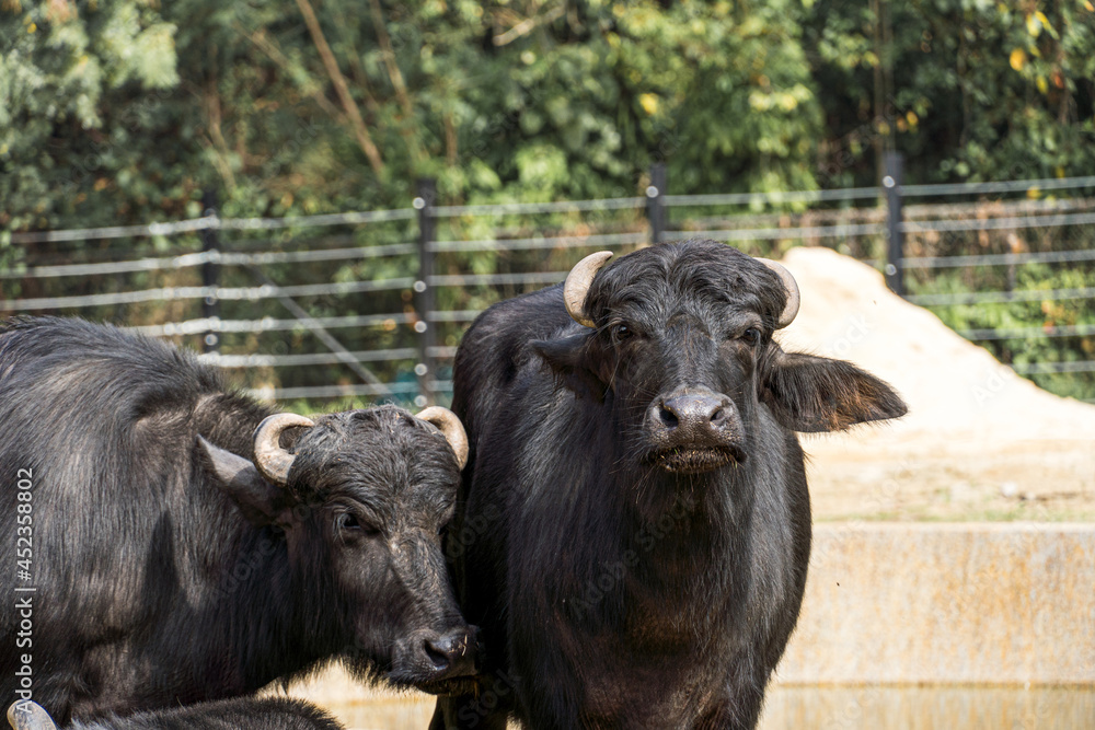 Buffalo in a bio park. Buffalo in a bio park.