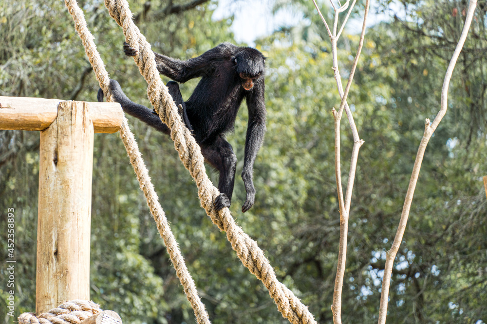 Monkey playing, eating and walking in a biopark in Brazil. Monkey playing, eating and walking in a biopark in Brazil.