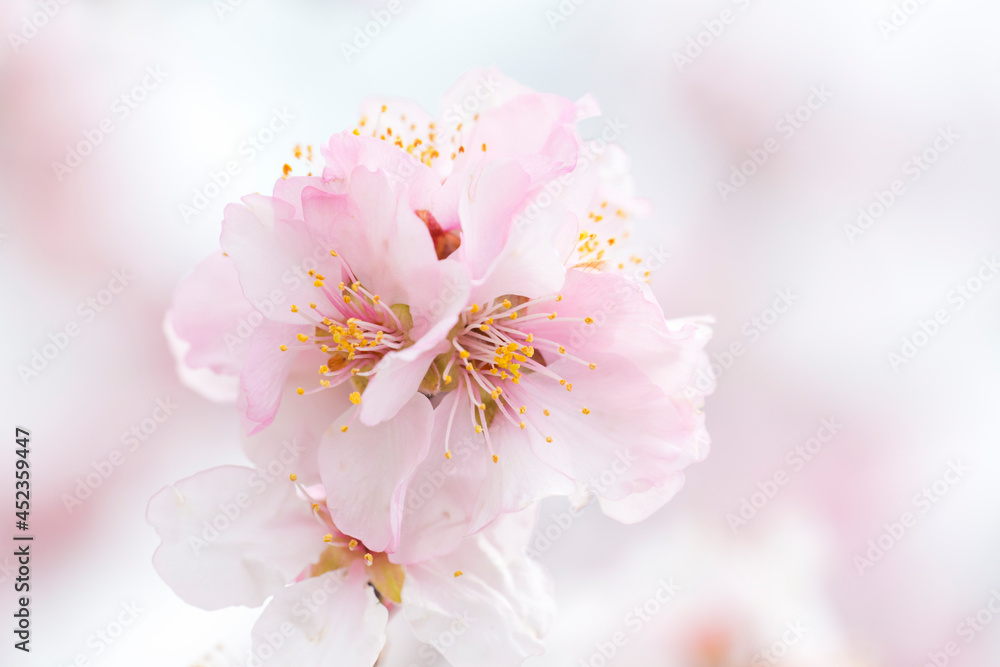 Close-up of a bright pink almond blossom