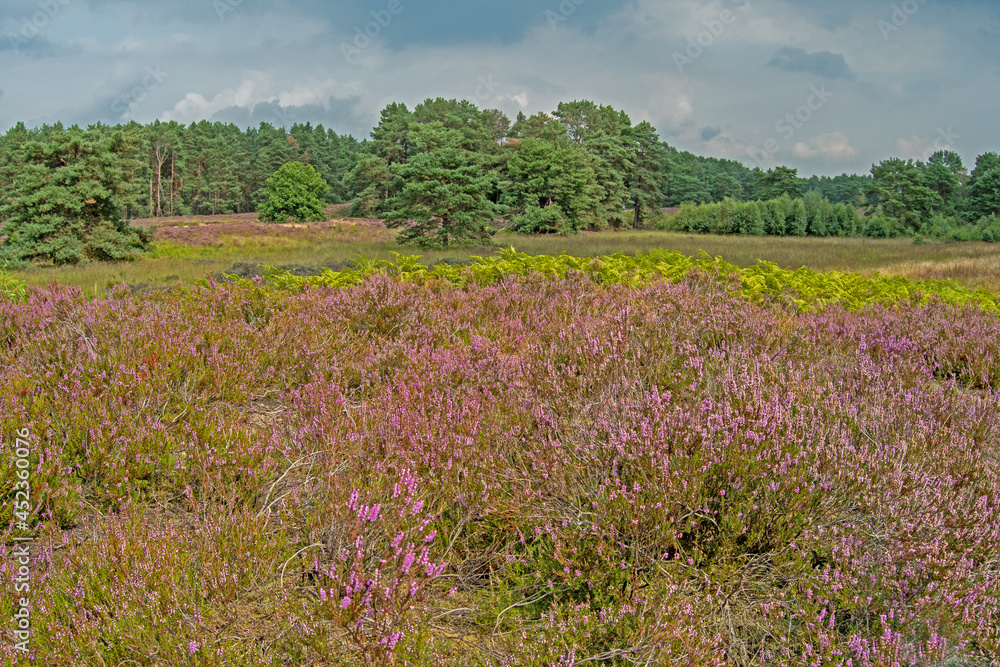 Fototapeta premium Die Gifhorner Heide auf den Spuren von Hermann Löns