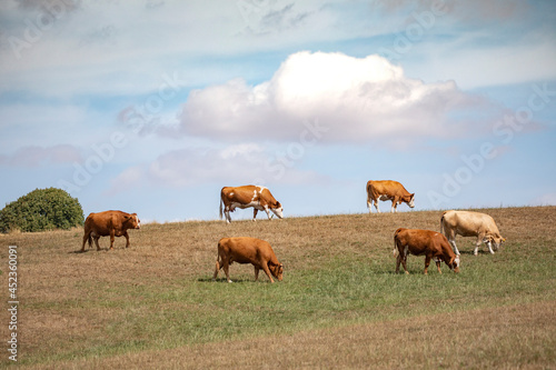 Cow on pasture,Denmark,scandinavia,Europe