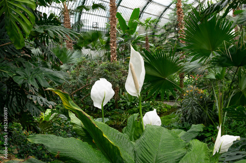 Biały skrzydłokwiat, rośliny tropikalne w palmiarni ogrodu botanicznego, Frankfurt nad Menem