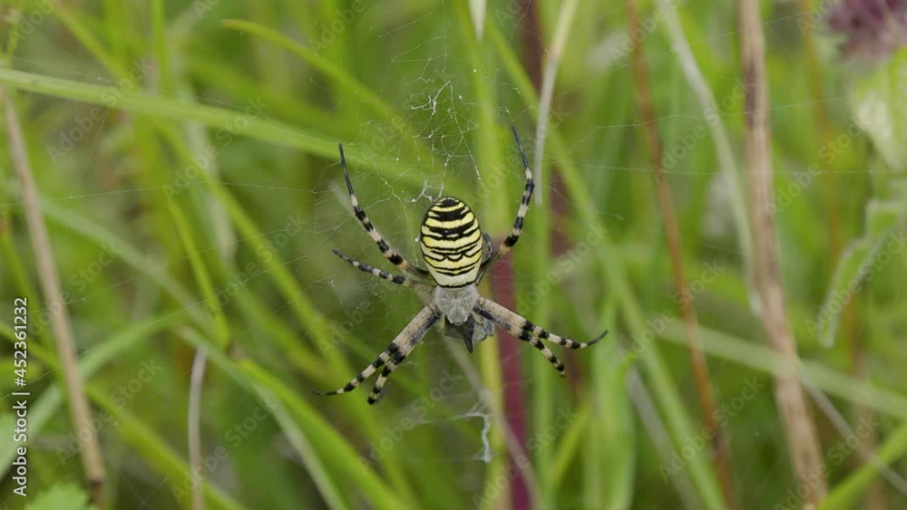 Female Wasp Spider Predating a Male as it was Mating. Male wrapped in Silk. Female Wasp Spider Predating a Male as it was Mating. Male wrapped in Silk.
