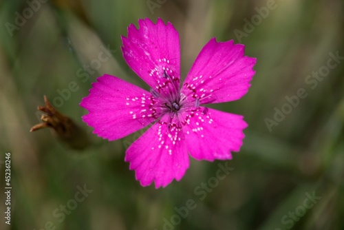 Dianthus deltoides - Spotted Carnation - in folk medicine, aromatic carnations are prepared from carnation, which help with colds and have a calming and calming effect on the nerves. photo
