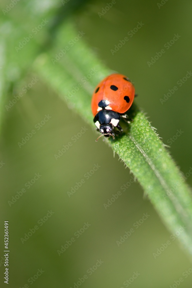 Fototapeta premium ladybird on a leaf