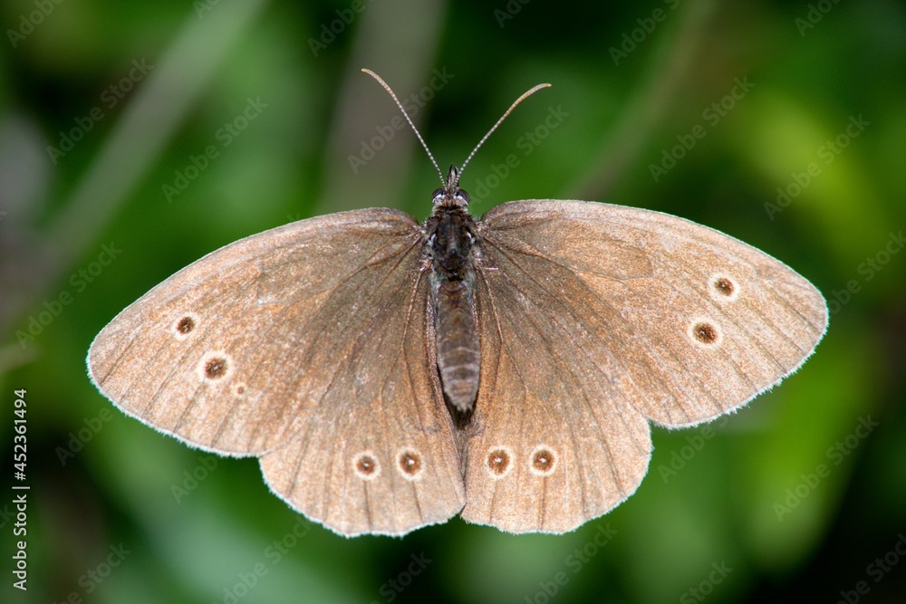 Butterfly sitting on a flower on a summer meadow. Butterfly sitting on a flower on a summer meadow.