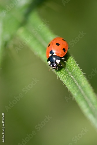 ladybird on a leaf © venars.original
