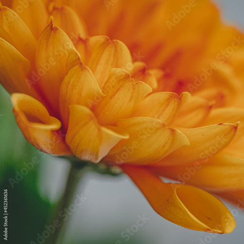 great macro picture of orange chrysanthemum on a blurry background close-up